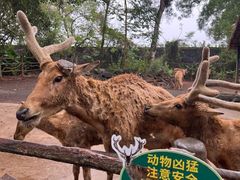 -海南热带野生动植物园