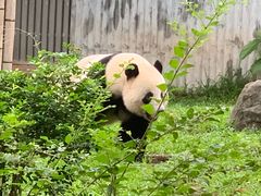 -广州动物园