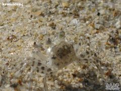 -西涌国际滨海旅游区