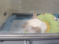 -半岛宠物医院24小时(科华中路店)