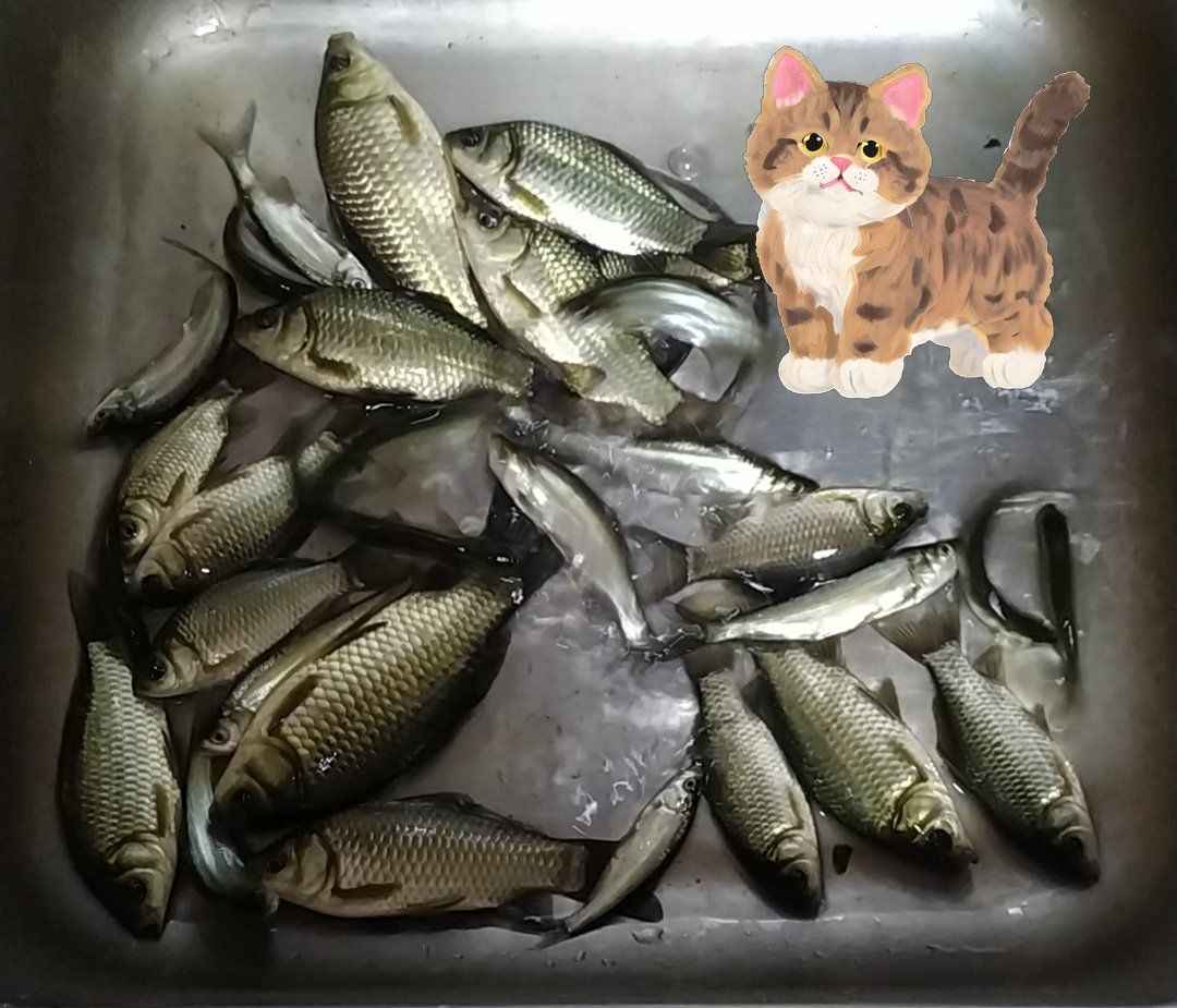 觅食记 小奶鲫 烧汤一级棒#杀鱼技术