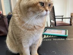 -猫小院猫主题餐厅(南锣旗舰店)