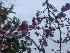 -西湖公园(鼓楼区)
