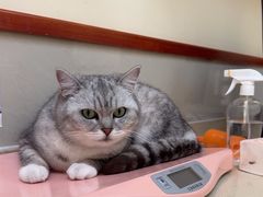 -艾贝尔宠物医院 ·内科全科(梁溪路店)