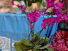 -盒马鲜生(丁香国际店)