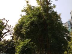 -晓港公园