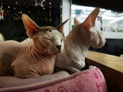 -猫小院猫主题咖啡厅(北锣店)