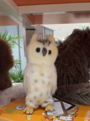 -IMON·HANSA潮玩玩偶毛绒玩具(通州万象汇店)