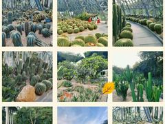 -深圳仙湖植物园