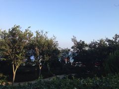 iphone_upload_pic-向日葵咖啡