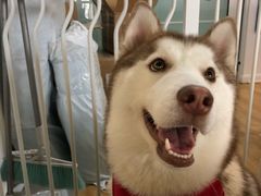 -Husky Go! 哈士奇体验馆·宠物咖啡厅狗咖