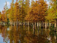 -白鹭湾湿地公园