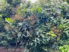 -福建鲤鱼洲酒店