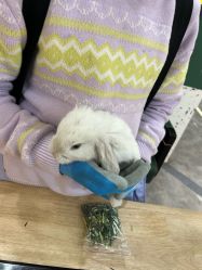 -神奇动物撸宠馆·羊驼·小浣熊·异宠(豫园店)