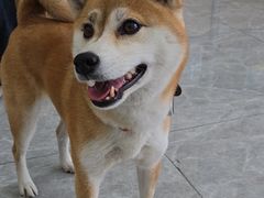 -艾贝尔宠物医院·宠保定点·超声绝育·免疫点(樱花路店)