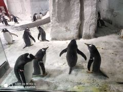 -大连圣亚海洋世界