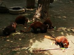 -西安秦岭野生动物园