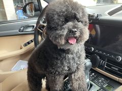 -瑞派康怡24h宠物医院·犬猫医疗中心·微创绝育(瑞景分院)