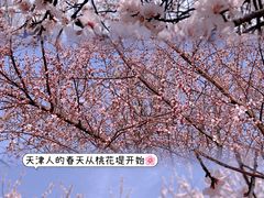 -桃花堤公园
