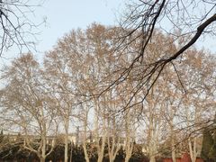 -洛阳白马寺