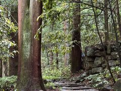 -天目山大树王景区