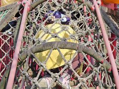 -合肥滨湖国家森林公园