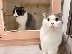 -猫儿山۰猫主题餐厅