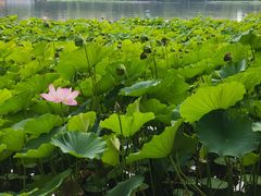 -莲花池公园