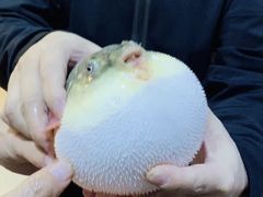 -长顺河豚馆(江洲东路)