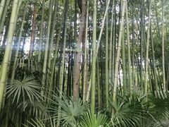 -黄海国家森林公园