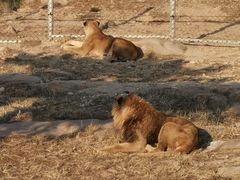 -西霞口神雕山野生动物世界
