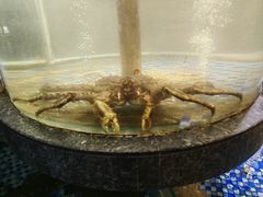 -海派美食·家宴海鲜青岛菜·石锅鲽鱼头(东方城店)