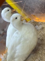 -神奇动物撸宠馆·羊驼·小浣熊·异宠(豫园店)