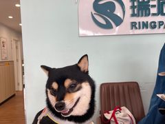 -瑞派紫金宠物医院24小时·骨科·中兽医·重症转诊中心(番禺大石院)