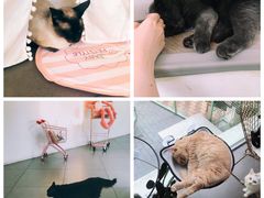 -有猫主题·治愈系猫咖(曾厝垵店)