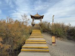 -金塔沙漠胡杨林景区
