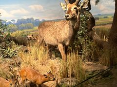 -陕西自然博物馆