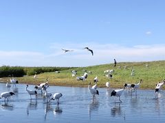 -黑龙江扎龙生态旅游区