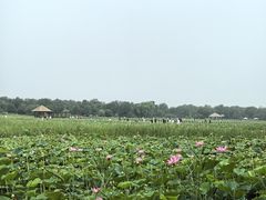 -西青郊野公园
