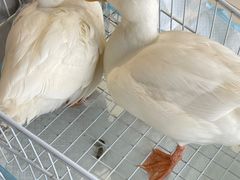 -怪兽屋·羊驼·猫咖·狗咖(俊华广场店)