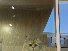 -屋虎猫馆(宝安大仟里店)