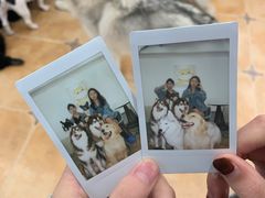 -Let's go狗咖·猫咖·奶狗·桌游(春熙路IFS店)