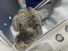 -中农国际动物医院24小时·猫科·骨科·急重症中心