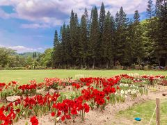-深圳仙湖植物园-停车场