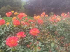 -莲花池公园