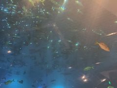 -海棠湾洲际-涛·海底餐厅·美人鱼·自助餐·海底隧道