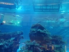 -迪拜水族馆及水下动物园