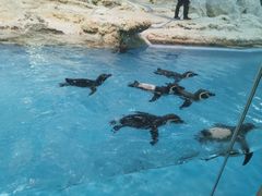 -帝企鹅自助餐厅•儿童岛•真企鹅(长隆企鹅酒店)