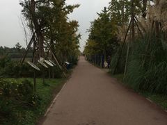 -白鹭湾湿地公园