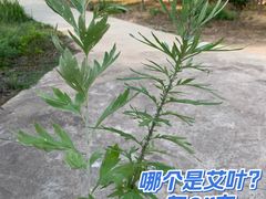 -嬉子湖生态旅游区